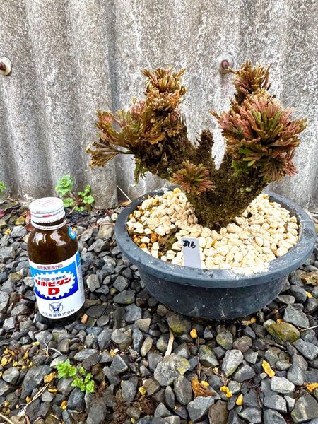 【送料無料】岩松 イワヒバ 岩ヒバ 盆栽 山野草 高山植物 316②