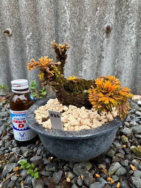 【送料無料】岩松 イワヒバ 岩ヒバ 盆栽 山野草 高山植物 386②