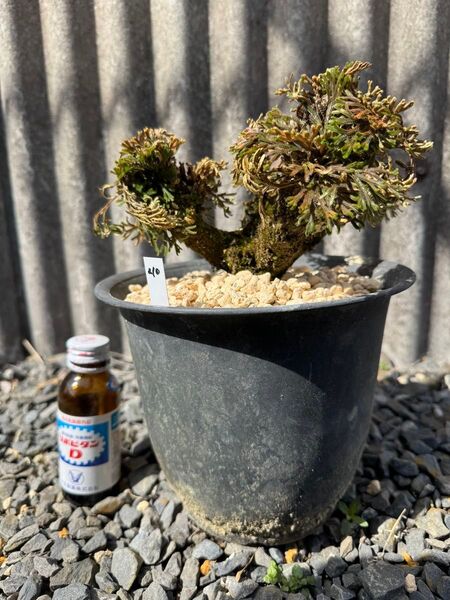 【送料無料】15年物 岩松 イワヒバ 岩ヒバ 盆栽 山野草 高山植物 210②