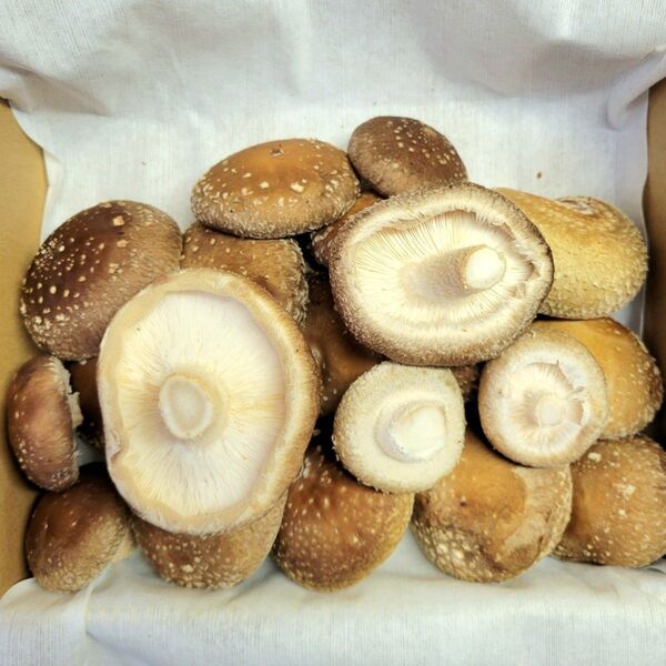 国産菌床しいたけ(ふぞろい)500g
