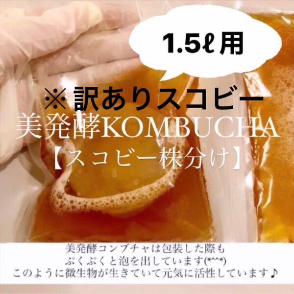 ※訳ありスコビー コンブチャ1.5リットル作成用 紅茶きのこ