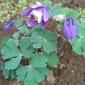 山野草 深山オダマキ 【種】 50粒+おまけオルレア【種】