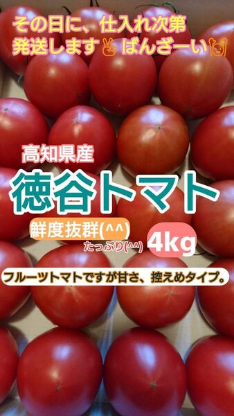 高知県 徳谷トマトフルーツトマト 送料無料 4k