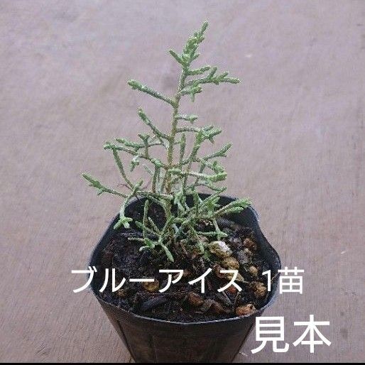 苗木【ブルーアイス1苗】ネコポス匿名発送