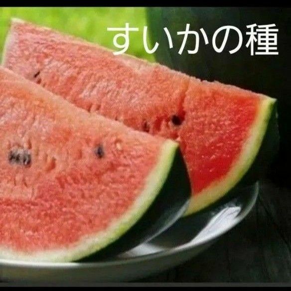 無農薬!スイカの種 25粒