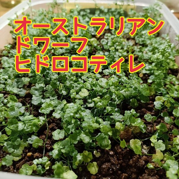 オーストラリアン ドワーフ ヒドロコティレ 水上葉 【50枚程度】