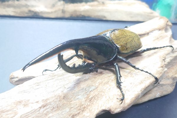 Yahoo!オークション -「ヘラクレス7」(カブトムシ) (虫類)の落札