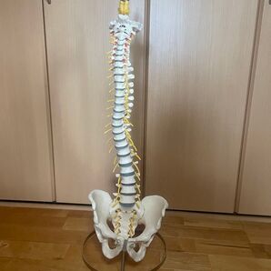 脊柱模型 骨盤模型 カイロプラクティック