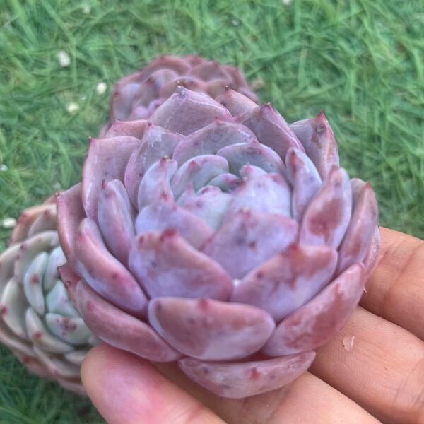 テンダーピーチ 多肉植物
