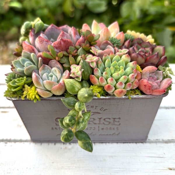 多肉植物寄せ植え アレンジ グレーポット