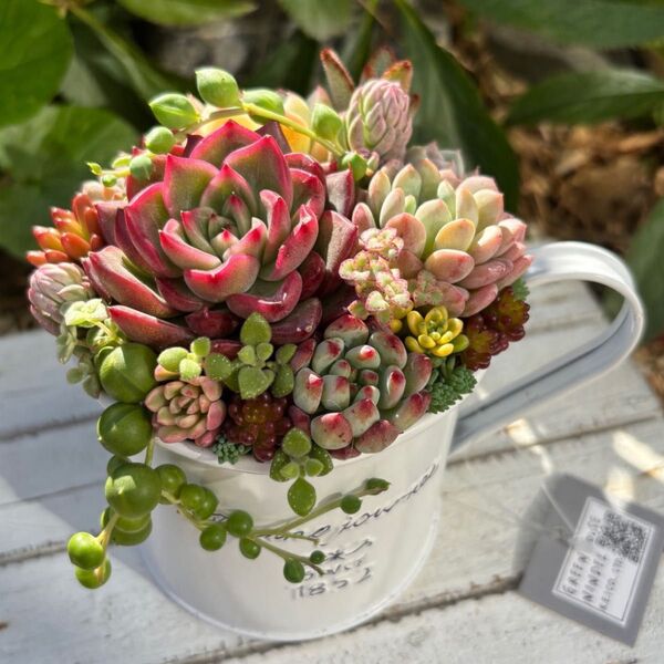 多肉植物寄せ植え白ポット 多肉植物寄せ植えそのまま飾れる カップ型 可愛い寄せ植え 多肉植物