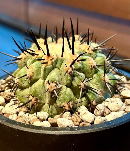 【超希少、横幅5㎝】コピアポア コルムナアルバ 狐竜丸 現地球カキコ 自根株