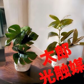 光触媒 人工観葉植物 ウォールグリーン フェイクグリーン モンステラとセージ