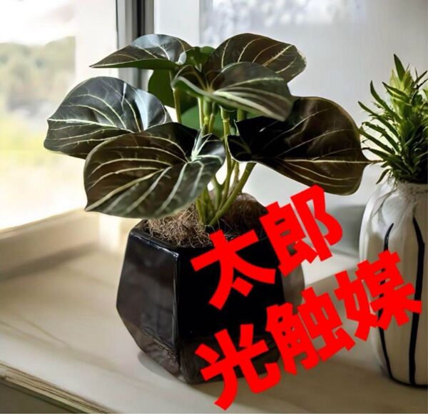 光触媒 人工観葉植物 ウォールグリーン フェイクグリーン アロカシア花器付@a