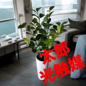 光触媒 人工観葉植物 ウォールグリーン フェイクグリーン ザミフォリオH