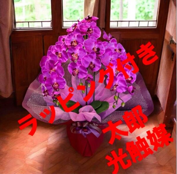 光触媒 人工観葉植物 ウォールグリーン フェイクグリーン 胡蝶蘭7640r