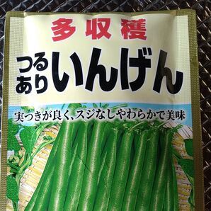 つるありいんげん インゲン 種 10粒+α