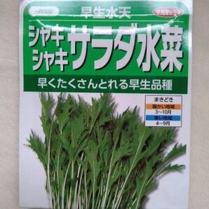 サラダ水菜 サカタのタネ 種 20粒+α