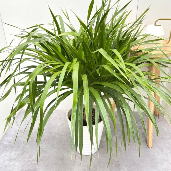 ドラセナ カンボジアーナ 8【現品】☆希少☆ 観葉植物 室内 大型