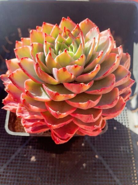 メロン錦 レア ビッグサイズ 多肉植物 エケベリア エケベリア カット苗