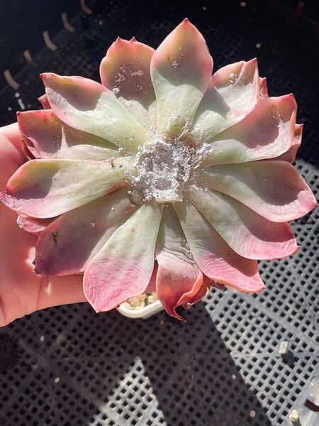 メロン錦 レア ビッグサイズ 多肉植物 エケベリア エケベリア 摘心株