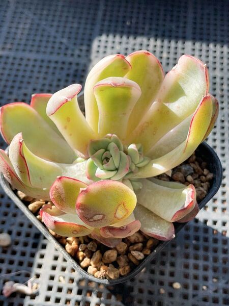 エイプス錦 摘心株 大苗 エケベリア 多肉植物