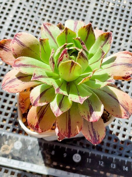 多肉植物。 碧火法師錦 アエオニウム 人気 抜き苗