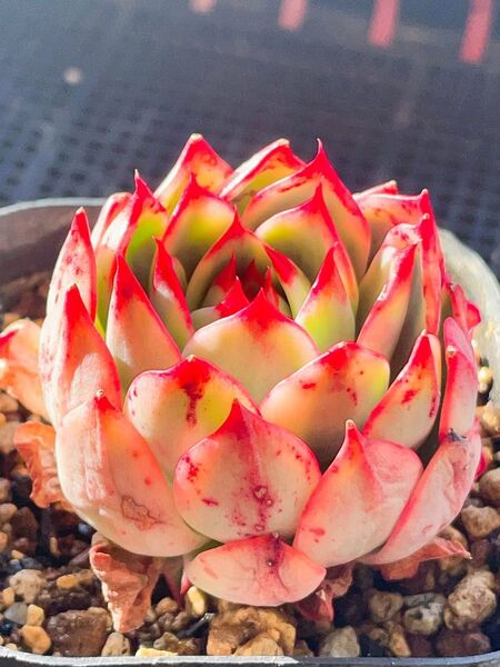 桃花錦 新種錦 色斑覆輪 抜き苗 7cm容器 多肉植物 エケベリア 赤ちゃんち付