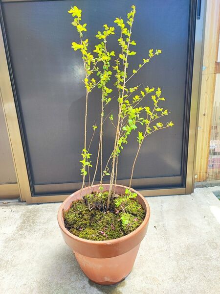 サルスベリ花ピンク