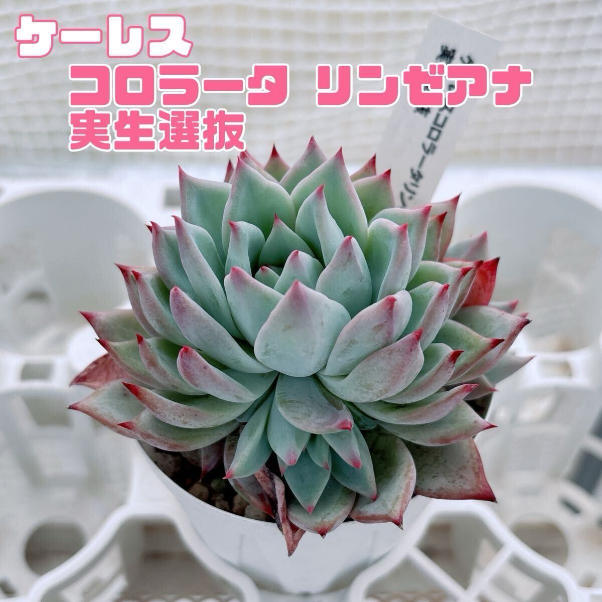 Yahoo!オークション -「エケベリア リンゼアナ」(観葉植物) の Yahoo!オークション -「エケベリア リンゼアナ」(観葉植物) の