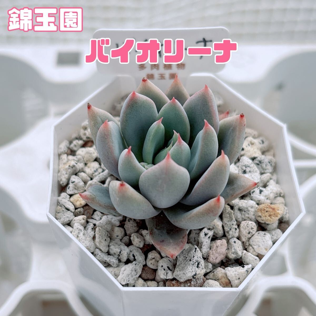 多肉植物 錦玉園 葉挿し - メルカリ