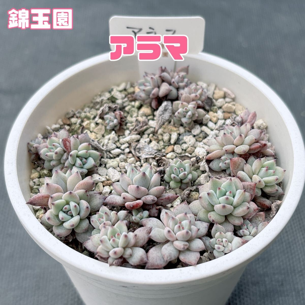 木の実植物店 | 多肉植物の錦玉園さん(長野)に来ています。先程