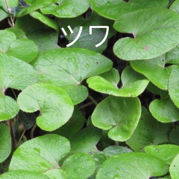 フジ、三つ葉、韮苗(10本)