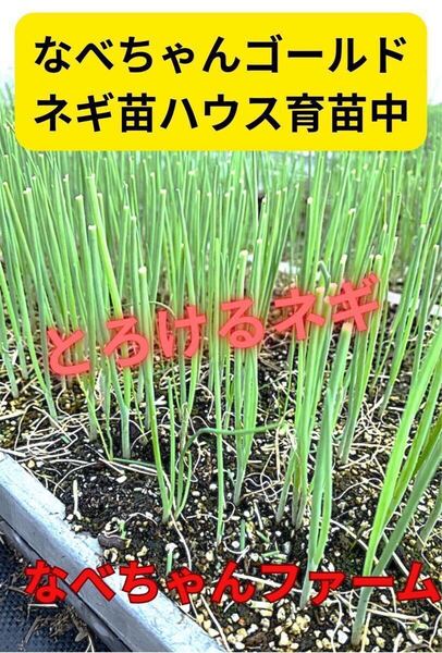 至極のネギ苗「なべちゃんゴールド」20本お裾分けします。なべちゃんファーム。。