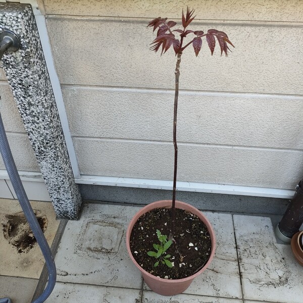 香椿苗・移植4年目/高さ鉢底から約75-85cm紅根子盛沢山根元も香り強い【在庫限無くなる次第】苗木