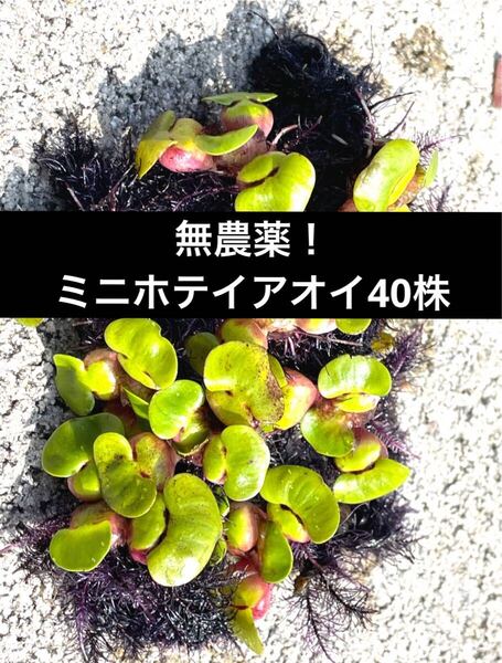 100万株販売実績あり 送料無料 鹿児島指宿産天然温泉水で育成 姫ホテイ(ミニホテイアオイ) 小サイズ 40株 浮草