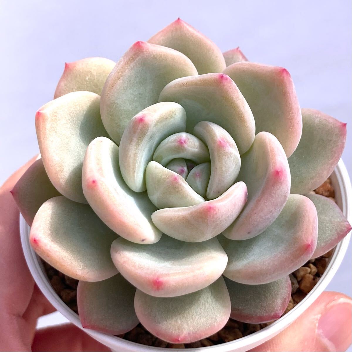 Yahoo!オークション -「エケベリア リンゼアナ」(観葉植物) の Yahoo!オークション -「エケベリア リンゼアナ」(観葉植物) の