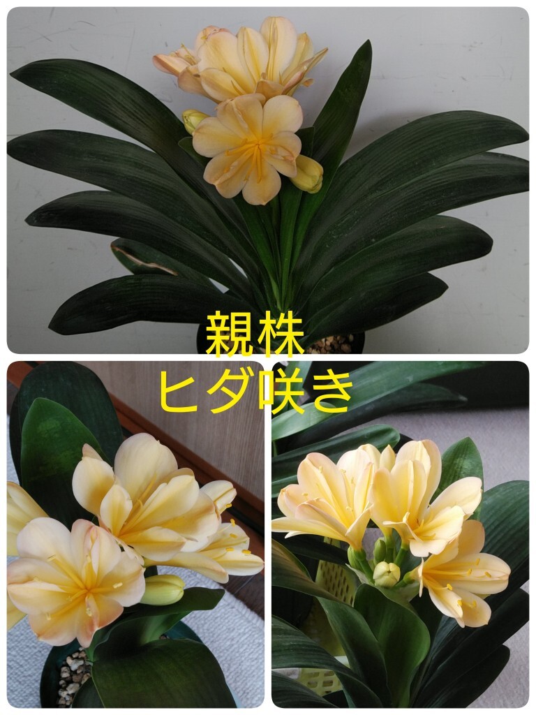 Yahoo!オークション -「ダルマ 君子蘭」(花、園芸) の落札相場 Yahoo!オークション -「ダルマ 君子蘭」(花、園芸) の落札相場