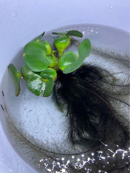 ☆ 水草 ☆ ホテイアオイ 100株 100 100ホテイアオイ草 水上葉 水草 アクアリウム 水槽 ※写真はイメージです。