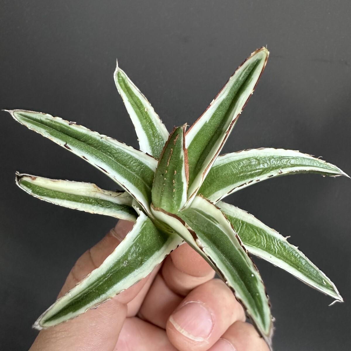 Yahoo!オークション -「アガベ 氷山」(アガベ) (観葉植物)の落札 Yahoo!オークション -「アガベ 氷山」(アガベ) (観葉植物)の落札