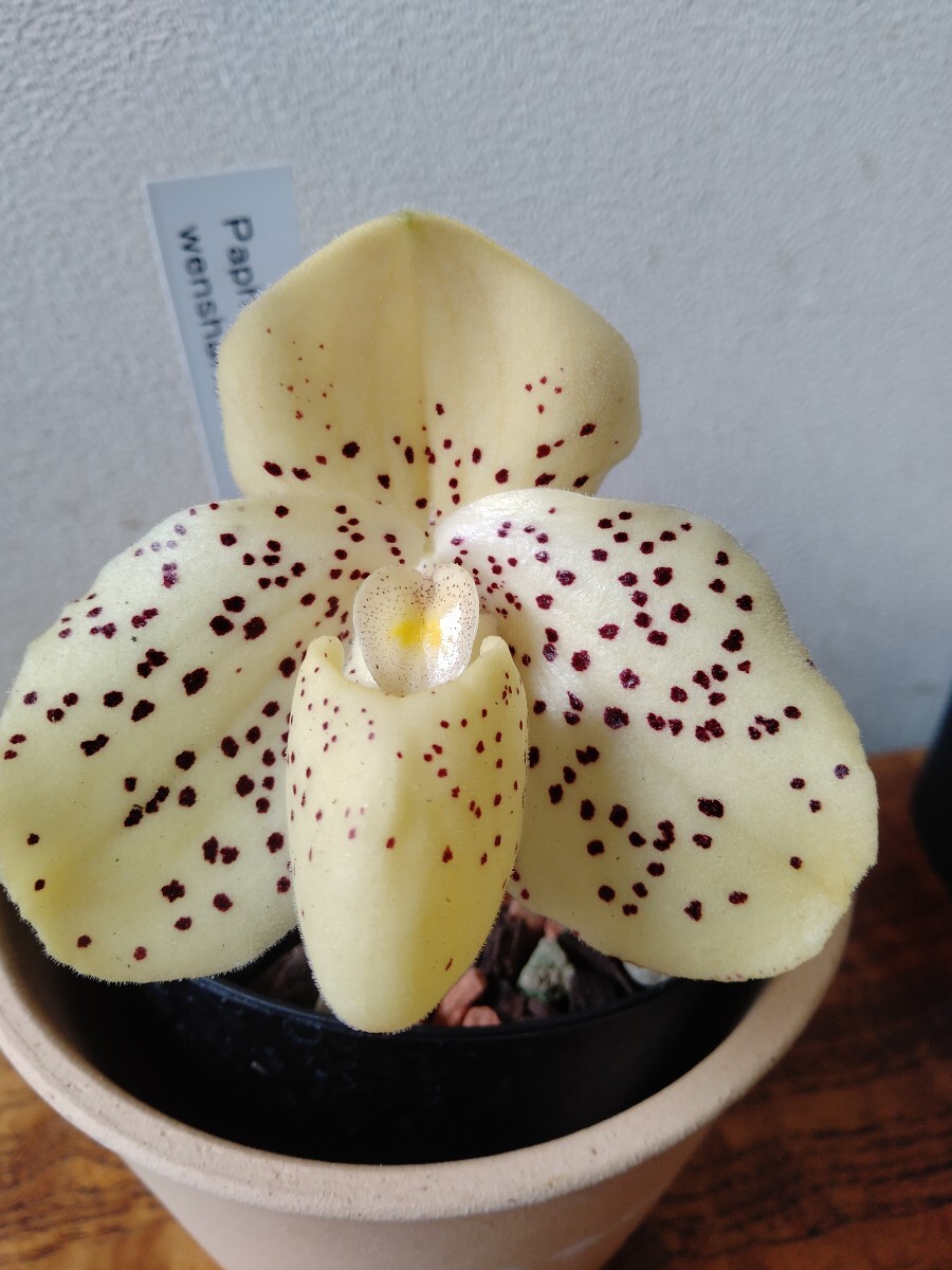 Paph.bellatulum (ベラチュラム) BS 花なし株 パフィオペディ