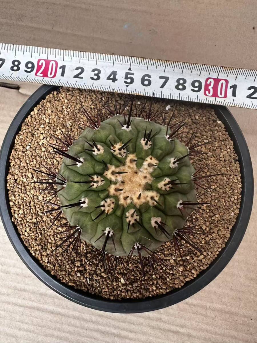 Yahoo!オークション -「サボテン 黒王丸」(サボテン) (観葉植物 Yahoo!オークション -「サボテン 黒王丸」(サボテン) (観葉植物