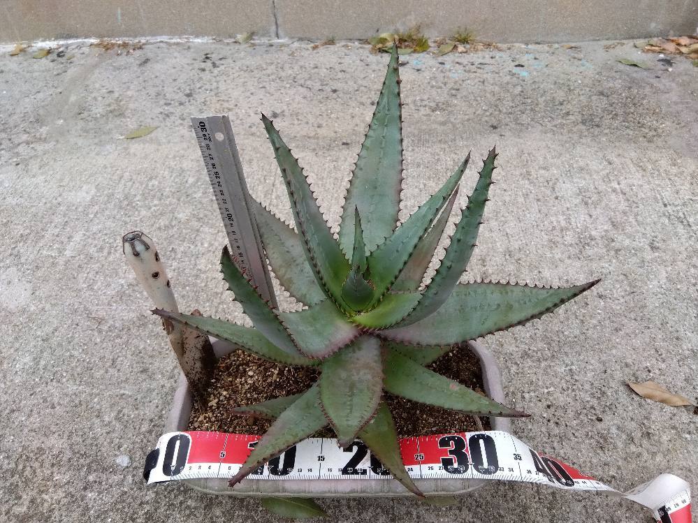 Đấu giá Aloe Yahoo Auction Nhật Bản giá tốt trên Megabuy Japan Đấu giá Aloe Yahoo Auction Nhật Bản giá tốt trên Megabuy Japan