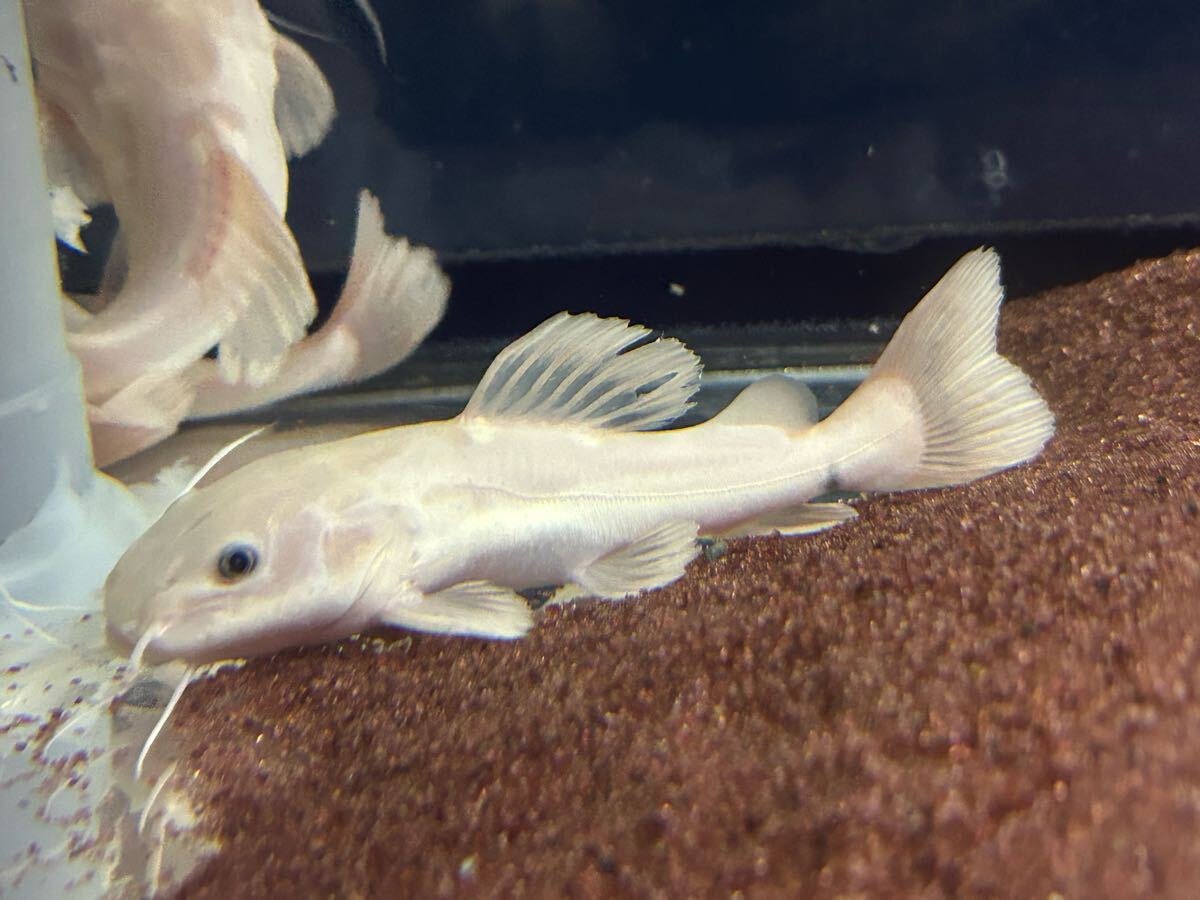 Yahoo!オークション -「プラチナレッドテールキャット」(淡水魚