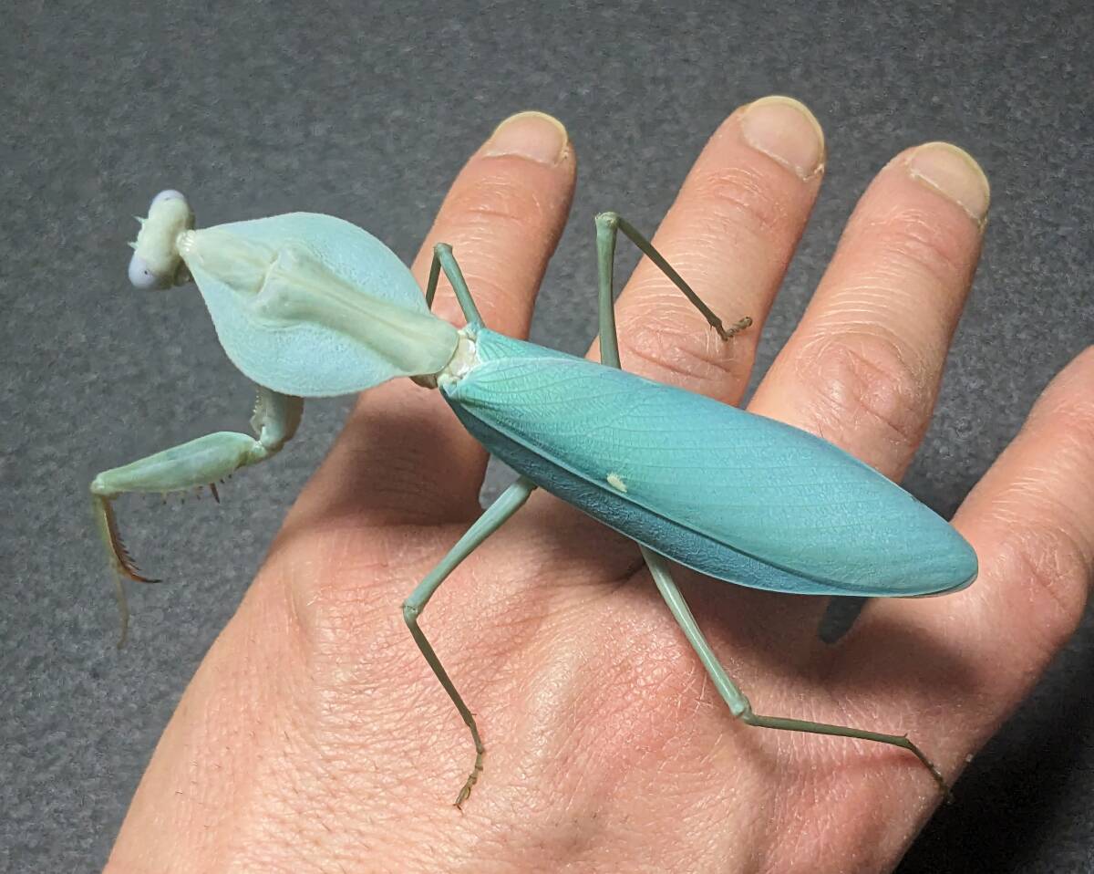 Yahoo!オークション -「カマキリ」(ペット、生き物) の落札相場 Yahoo!オークション -「カマキリ」(ペット、生き物) の落札相場