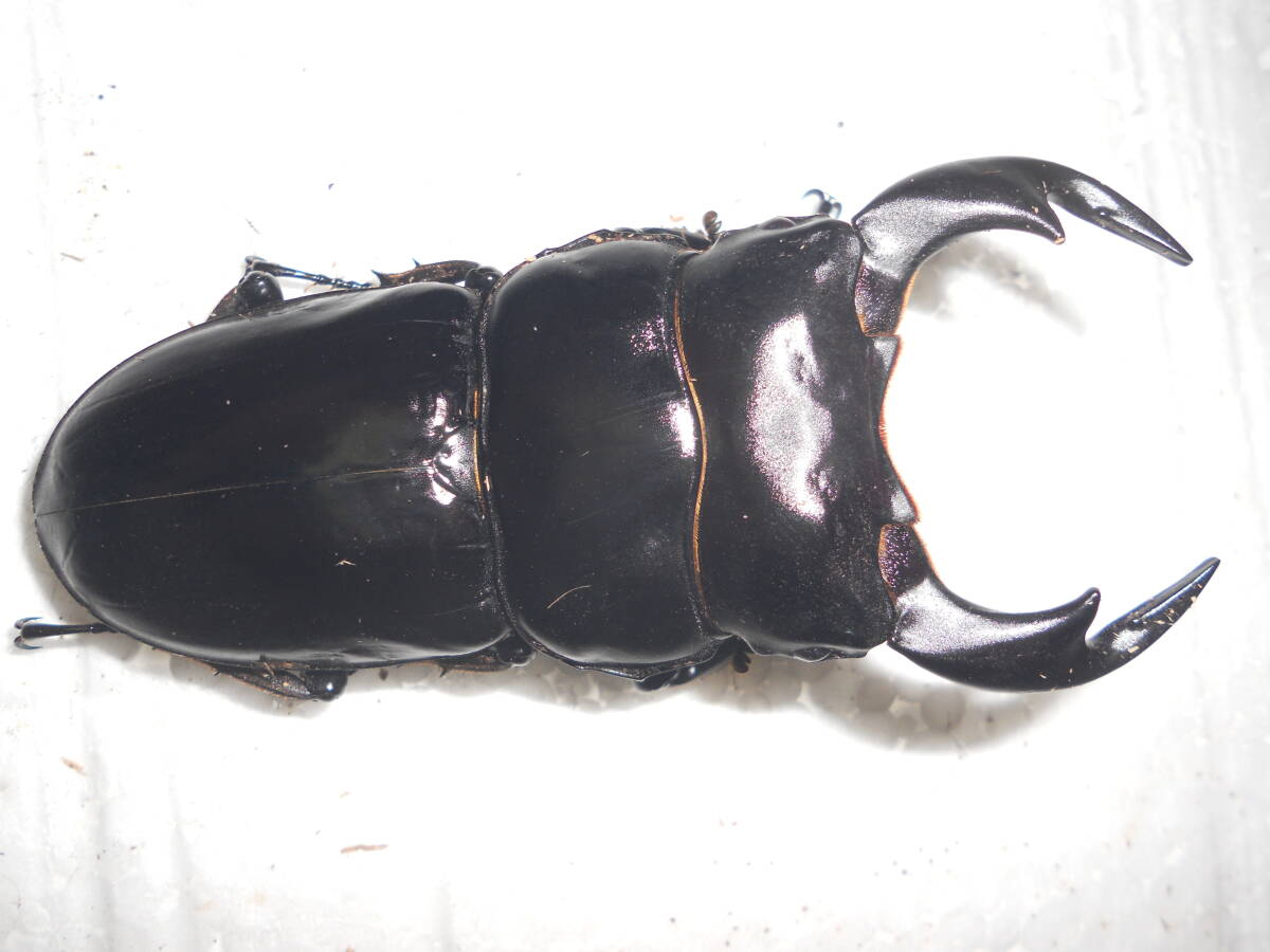 グランディスオオクワガタvsアンタエウスオオクワガタ Dorcus
