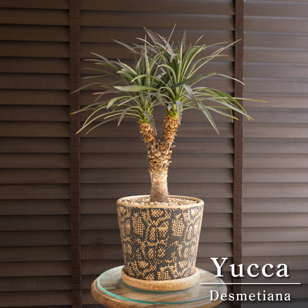 ユッカ デスメティアーナ ブランチ 多頭 6号 スネーク鉢 Yucca Desmetiana ヘビ柄 0405BR