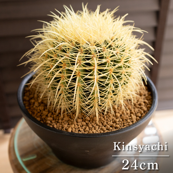 【発根済】24cm 金鯱 サボテン 8号 ドライガーデン 金シャチ キンシャチ 陶器鉢 0408BK-F