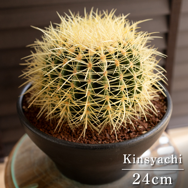 【発根済】24cm 金鯱 サボテン 8号 ドライガーデン 金シャチ キンシャチ 陶器鉢 0408BK-G