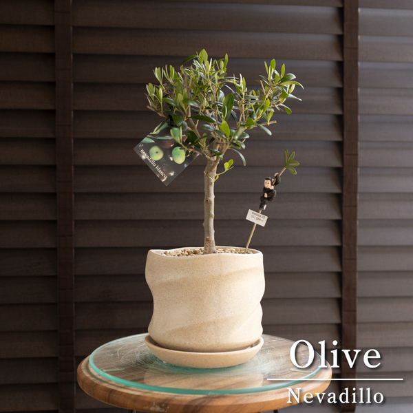 創樹 Olive オリーブの木 4.5号 盆栽 SOUJU Nevadillo blanco ネバディロブランコ オリーブ 陶器鉢 0412BE